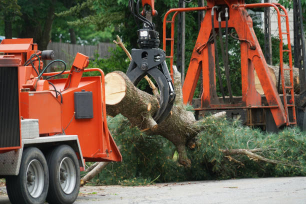 Best Tree Mulching  in Lawrence, MA