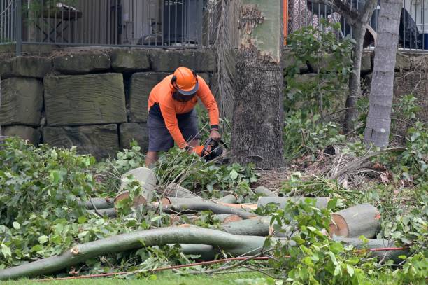 Best Tree Preservation Services  in Lawrence, MA