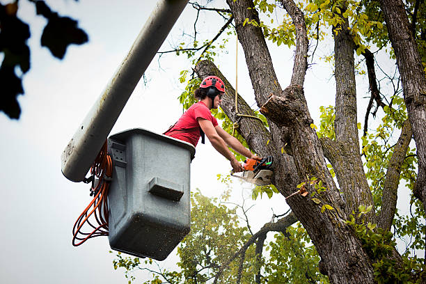 Best Fruit Tree Pruning  in Lawrence, MA